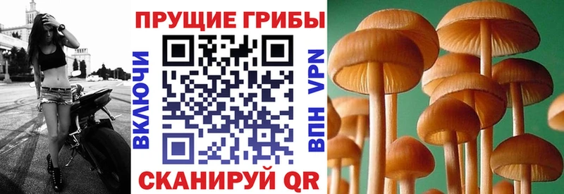 Галлюциногенные грибы прущие грибы  Гурьевск 
